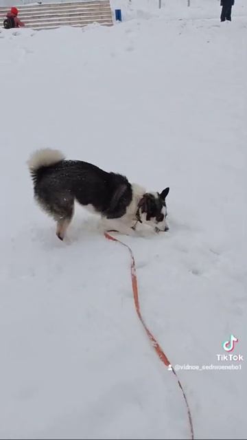 Ведет себя как кошка смотреть онлайн