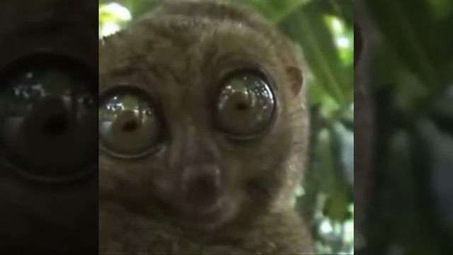 Funny monkey lemur type thing! смотреть онлайн