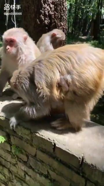 Poor Baby Animals 🐵 Funny Monkey and Cute animal Compilation | Loros Adorables Recopilación#shorts смотреть онлайн