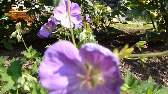 Wald-Storchenschnabel (Asperula odorata) смотреть онлайн