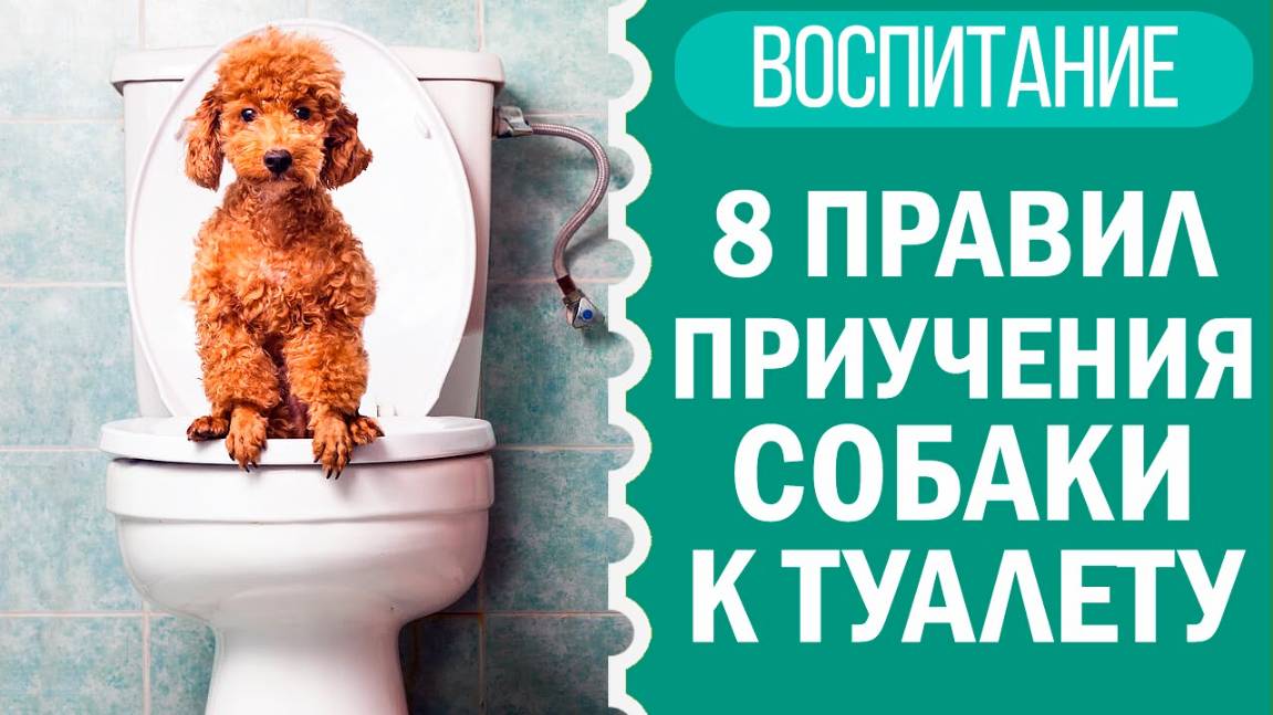 Как приучить щенка к пеленке, туалету? Лайфхаки от чихуахуа Софи! 🐕🧻 смотреть онлайн