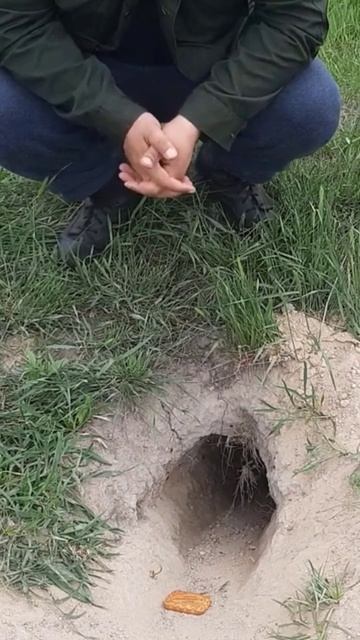 Охота на сурка #поход #выживалово #сурок #short смотреть онлайн
