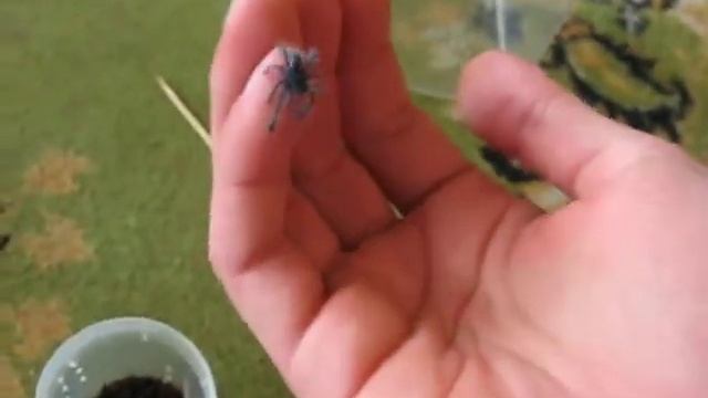 Avicularia Versicolor Jump
