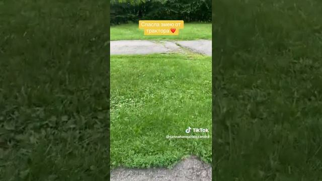 Нежная Доброта: Спасение Змеи от Трактора - Подвиг Доброго Человека! 🚜 смотреть онлайн