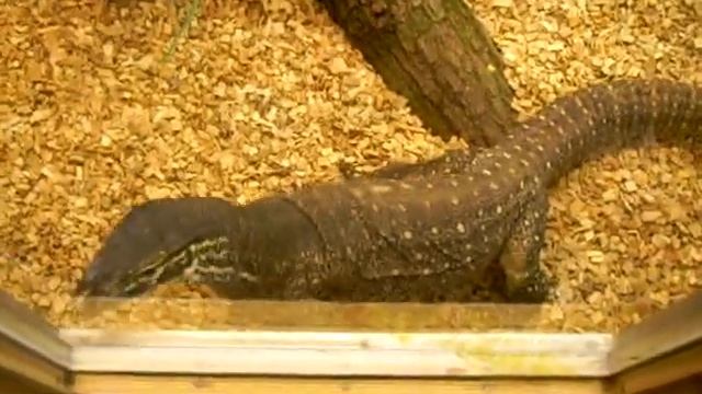 Meine Varanus Panoptes horni смотреть онлайн