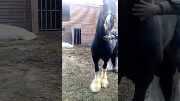 Огромный лошадь-цыганский порода