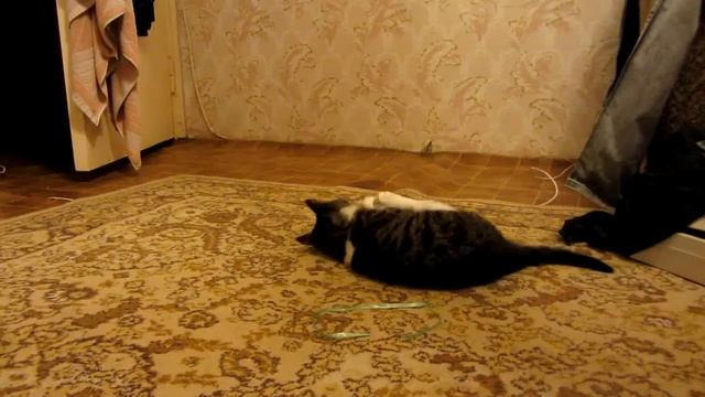 Кот смешно врезался, ржач смотреть онлайн