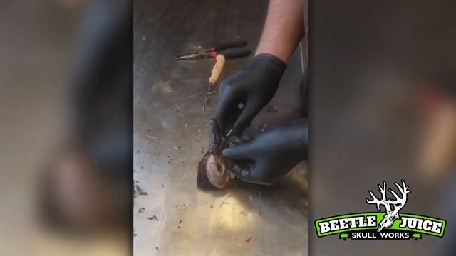 How to Clean a Goose Skull | Goose Skull Cleaning смотреть онлайн