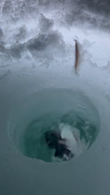 Early Morning Kokanee Fishing in a Hunting Blind смотреть онлайн