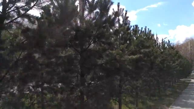 Апрель /// Весна /// Сосны /// Spring /// April смотреть онлайн