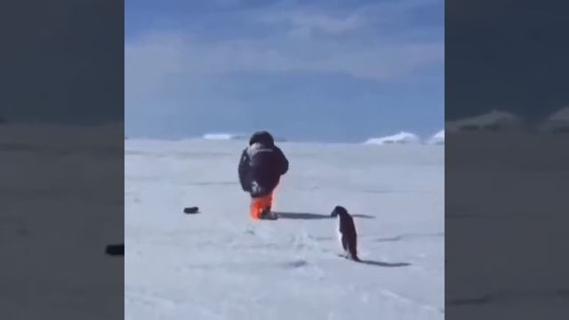 Топ самых смешных испугов людей и животных! 😂😂😂 смотреть онлайн