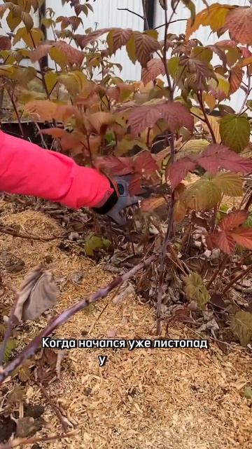 Обрезаем малину #малина #ремонтантнаямалина #обрезка #озеленение #дача #агроном #огород #рецепты смотреть онлайн
