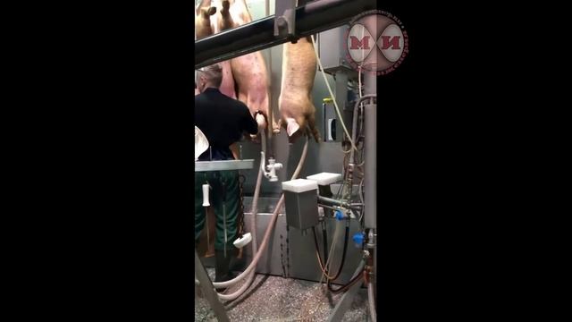 Аппарат для сбора и перемешивания крови JWE 10RS MP смотреть онлайн