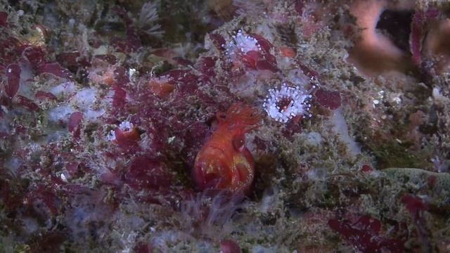 Who patrols these waters? смотреть онлайн