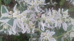 Молочай окаймленный снежная вершина