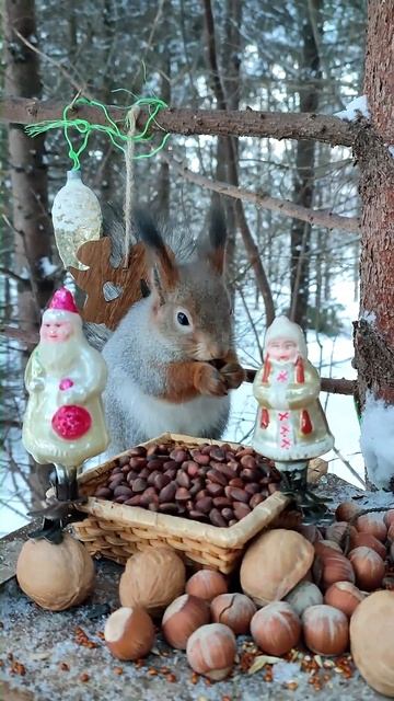 Любитель кедряшек. Pine nuts lover смотреть онлайн