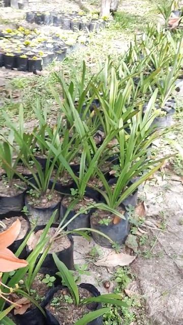 Tanaman hias amarilis bunga orange смотреть онлайн