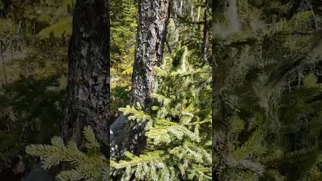 black spruce (Picea mariana) смотреть онлайн