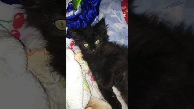 Дерусь с котом! (дерзкий кот🙀) смотреть онлайн