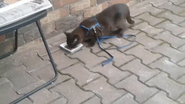 Сразу 2 удовольствия для кота:) смотреть онлайн