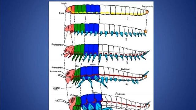 01.Entomología Aspectos Generales Importancia смотреть онлайн
