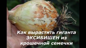 Как вырастить лук-гигант сорта Эксибишен из семян "чернушки" в новом сезоне?