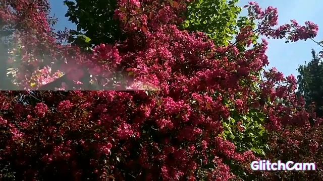 Red sakura red flower 🌸🌸🌸🌸🌸🌸🌸🌸🌸🌸🌸🌸🌸🌸🌸🌸🌸🌸🌸🌸ЦВЕТУЩАЯ красная сакура цветы смотреть онлайн