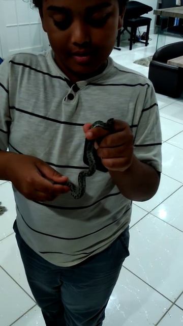 Thevan & Narayan with Turks & Caicos pygmy boa constrictor смотреть онлайн