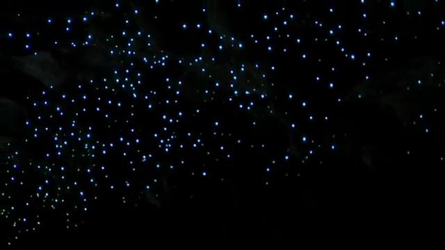 Arachnocampa luminosa.flv смотреть онлайн