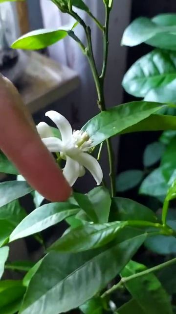 Апельсин сорт Вашингтон навел расцвел (Омск) смотреть онлайн