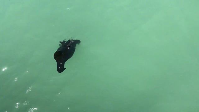 Swimming black sea hare, Casey Key, FL, 4/11/19 смотреть онлайн