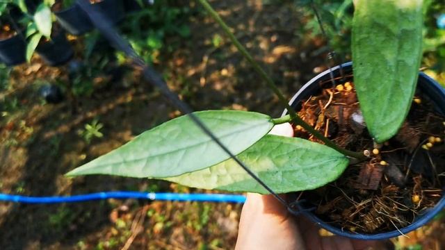 Hoya Sp.Germany Silver#AHHoya