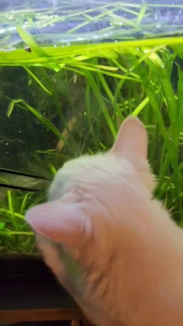 Hygger Aquascaping Tools & Kitty смотреть онлайн