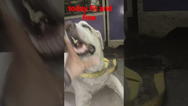 Labrador dog fit and fine// sunstroke recovery Dog смотреть онлайн