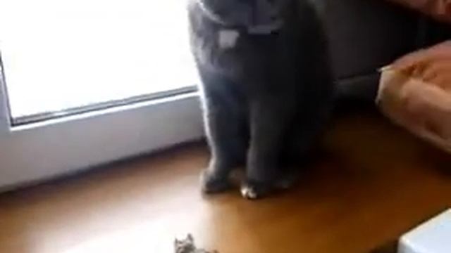 Кот и хомяк смотреть онлайн