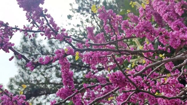 Церсис цветет