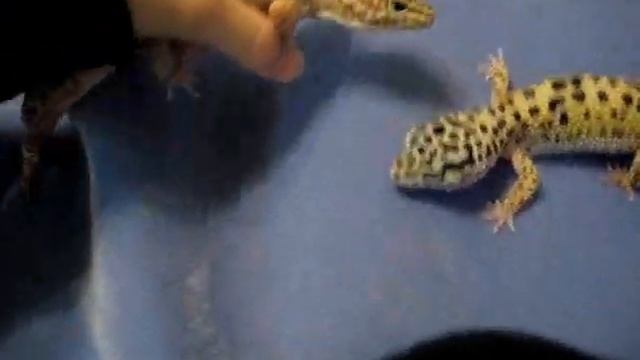 Leopard Geckos смотреть онлайн