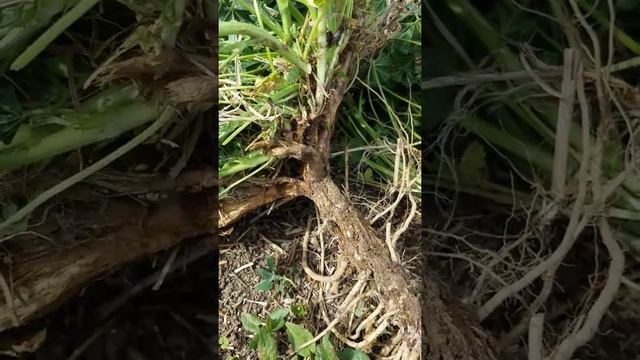 How to Harvest & Use Common Mallow Root (Part 1) or any other perennial herb root смотреть онлайн