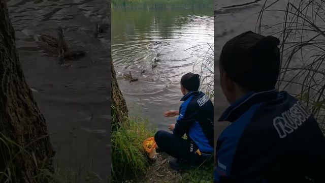 Гопник кормит уточек смотреть онлайн
