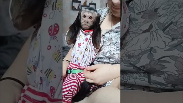 Хейтерам посвящается #monkey #babymonkey #обезьяна #animals #pets #животные #прикол #funny #capuchi смотреть онлайн