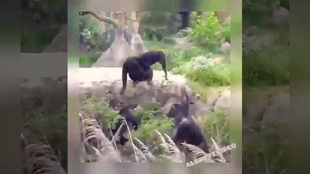 Ищу во мху енота.. смотреть онлайн