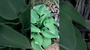 Хоста Блю кадет