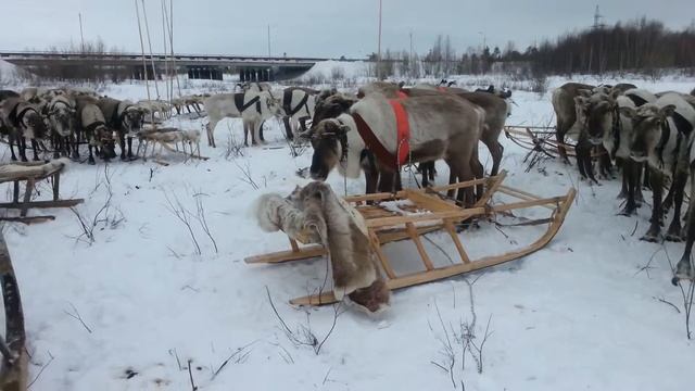 Поселок. Ханымей!!! смотреть онлайн