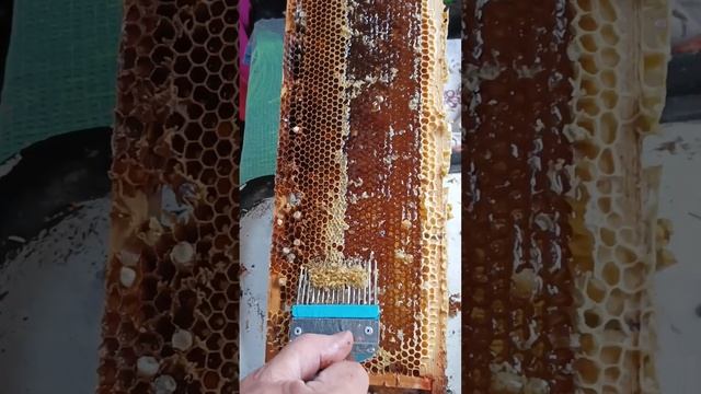 Ведро 🍯🍯🍯 Меда,накачали 30 мая смотреть онлайн