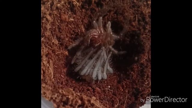 Tarantula Molting | Brachypelma Albopilosum Molting смотреть онлайн