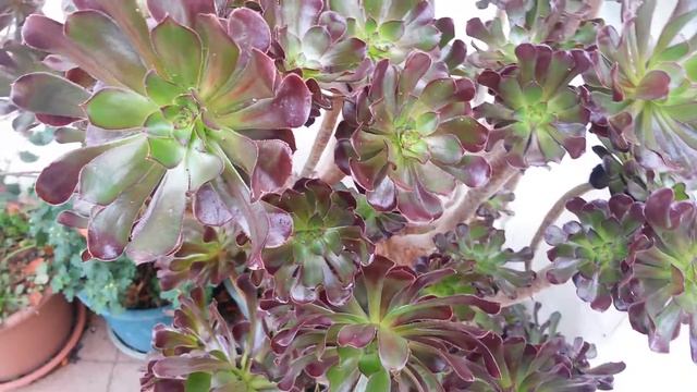 Aeonium Arboreum 'Atropurpureum'. Vídeo  2
