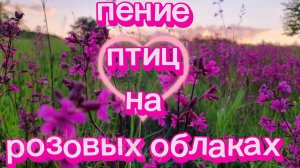 Цветут луга.Поёт Зарянка.Сон будет крепким поставьте у изголовья букет Смолки.