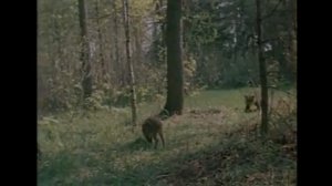 Рысь выходит на тропу!!