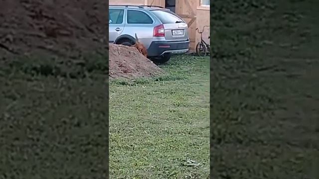 лев вышел на свободу смотреть онлайн