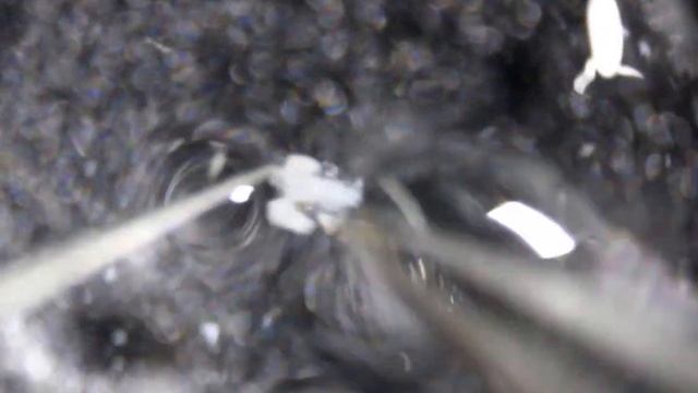 How to dissect male and female reproductive tracts of Drosophila смотреть онлайн